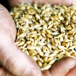 大麦の需要と供給【前半/全2回】