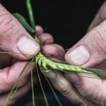 バイオダイナミックの目覚め【第2回/全3回】 バイオダイナミックの目覚め【第2回/全3回】