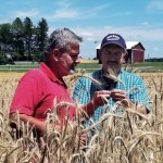 復活した伝説のライ麦品種【後半/全2回】 復活した伝説のライ麦品種【後半/全2回】