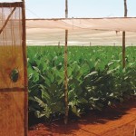 最高級キューバ産シガーの世界【第3回/全4回】 最高級キューバ産シガーの世界【第3回/全4回】