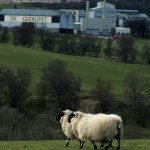Glenlivet_sheep