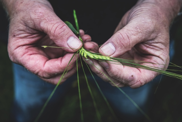 barley inhands